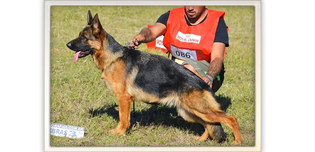 Nikita